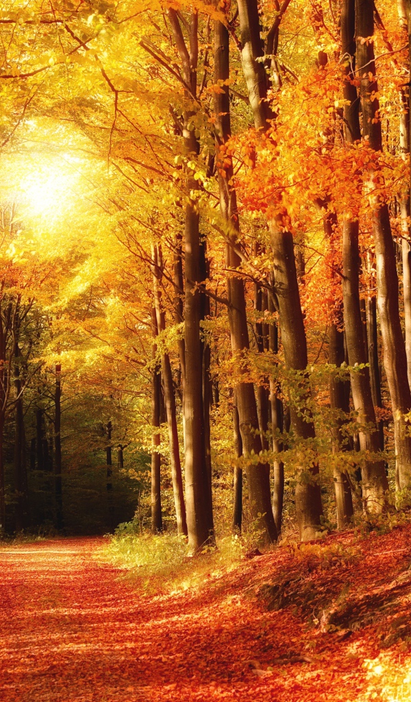 Яркий осенний лес в лучах солнца