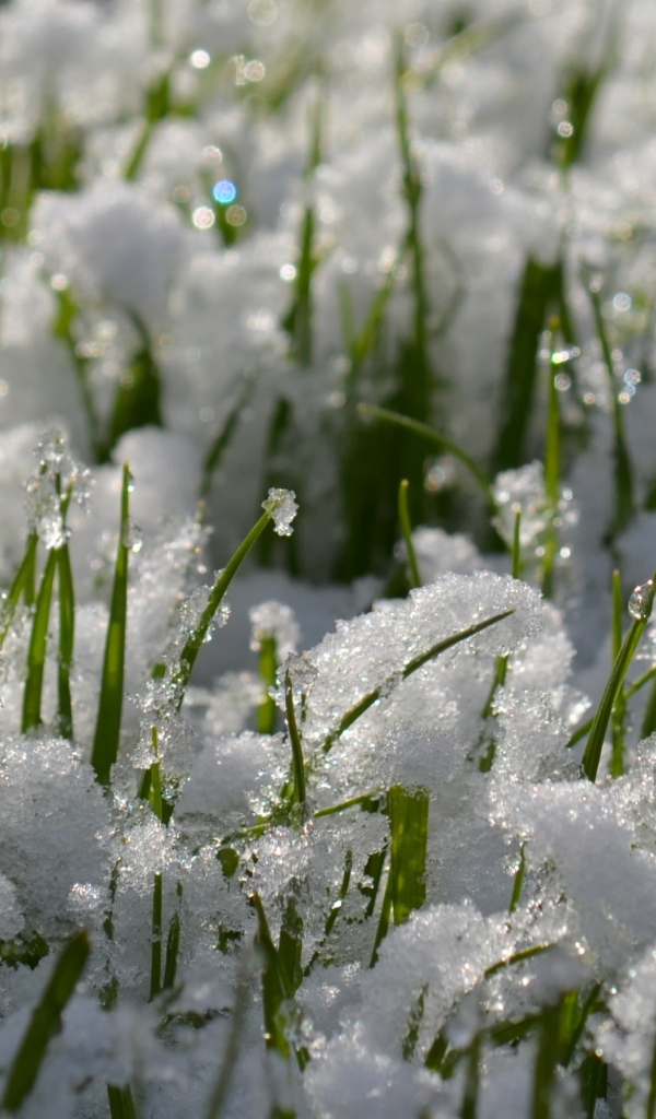 Зеленая трава проглядывает сквозь снег весной 