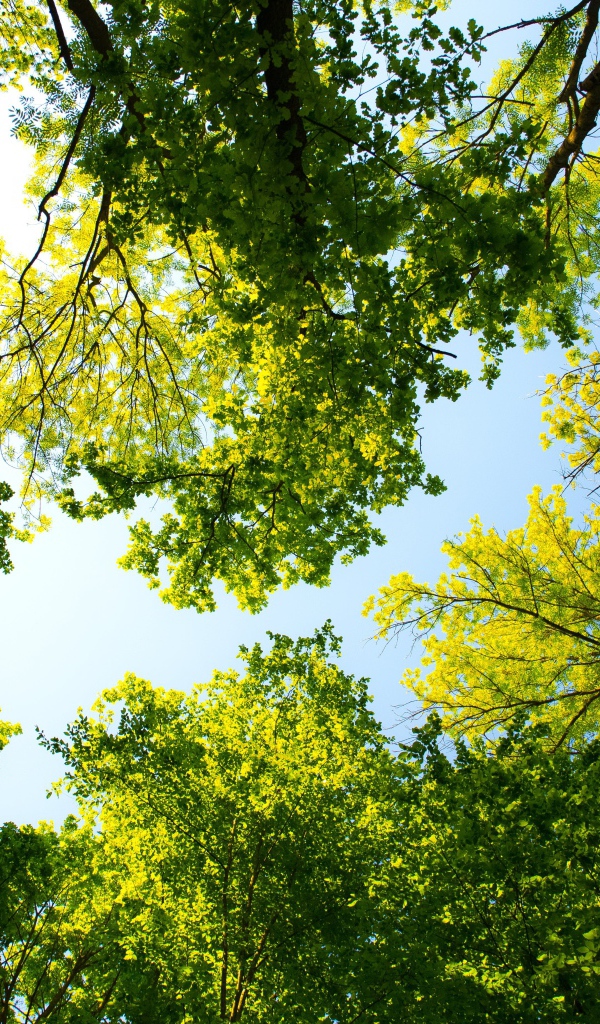 Зеленые кроны деревьев на фоне голубого неба летом