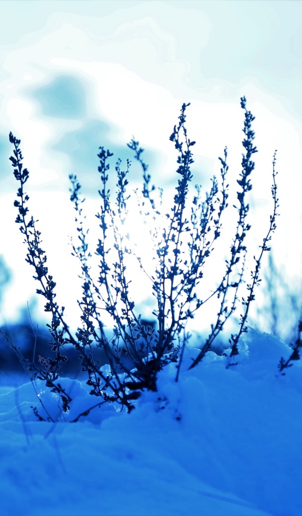 Трава в заснеженном лесу на закате солнца