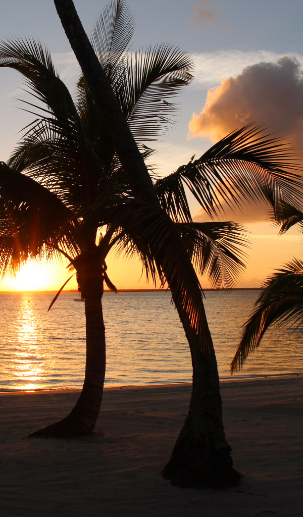 Большие пальмы на песке на фоне солнца на закате в океане