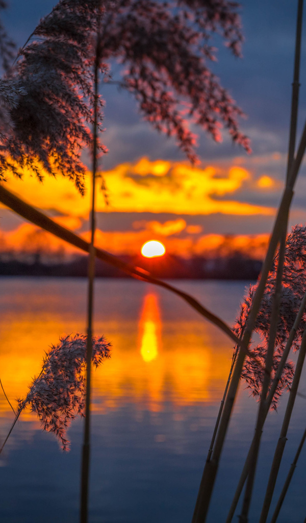 Тростник у воды на закате солнца 