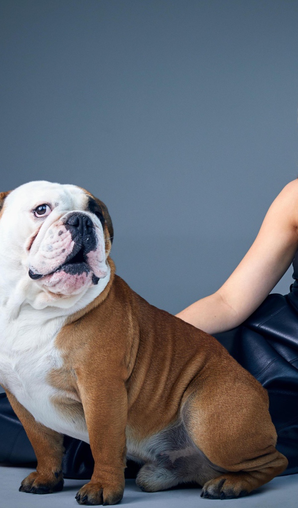 Телеведущая Стейси  Дули с бульдогом на сером фоне