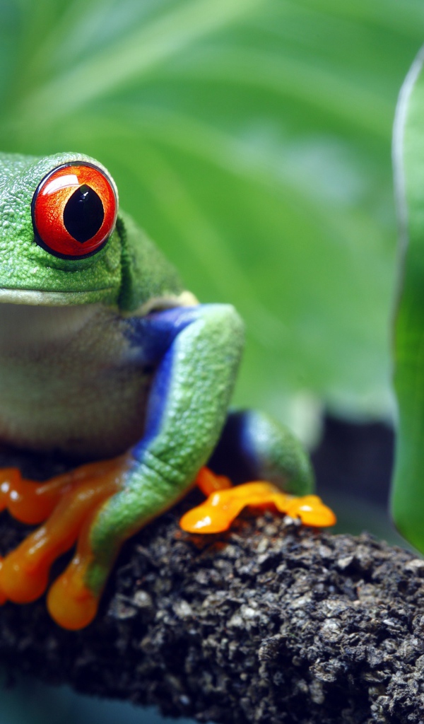 Большая зеленая лягушка с красными глазами сидит на ветке 