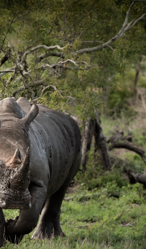 Большой носорог в грязи идет по траве