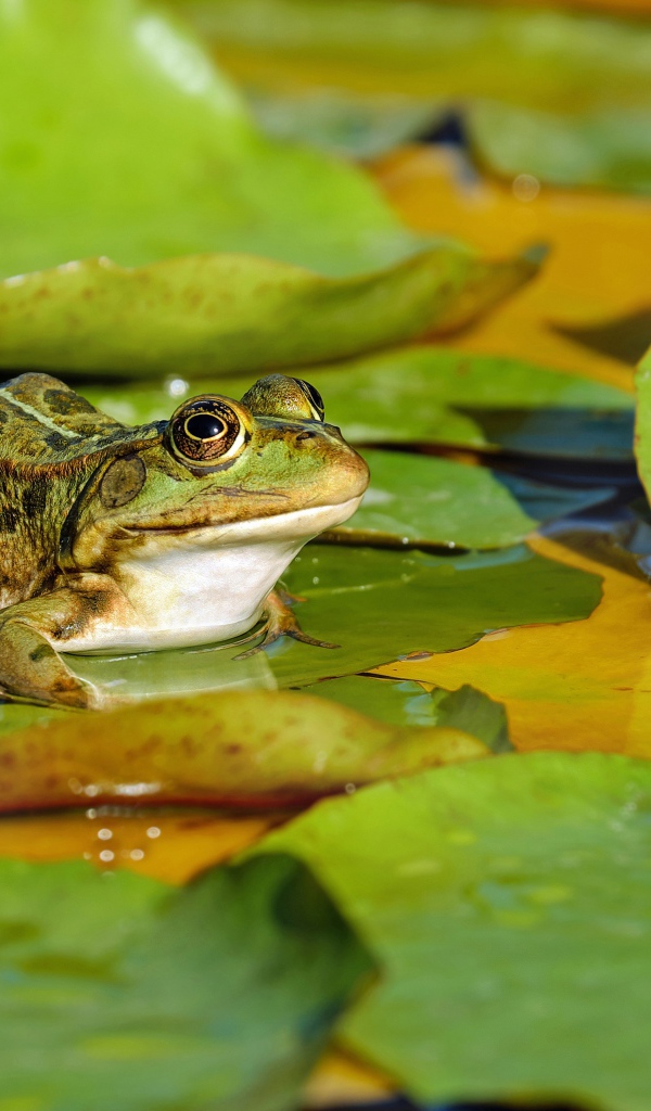 A green frog sits on a green leaf in a pond