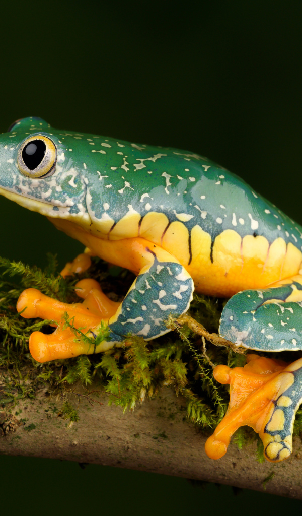 Зеленая лягушка с желтым животом сидит на ветке 