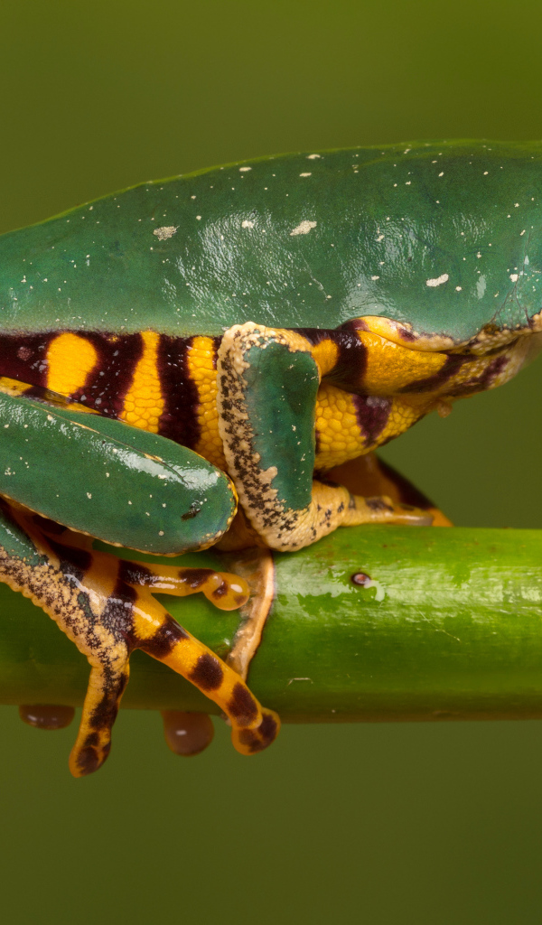 Зеленая лягушка с желтым пузом сидит на зеленой ветке