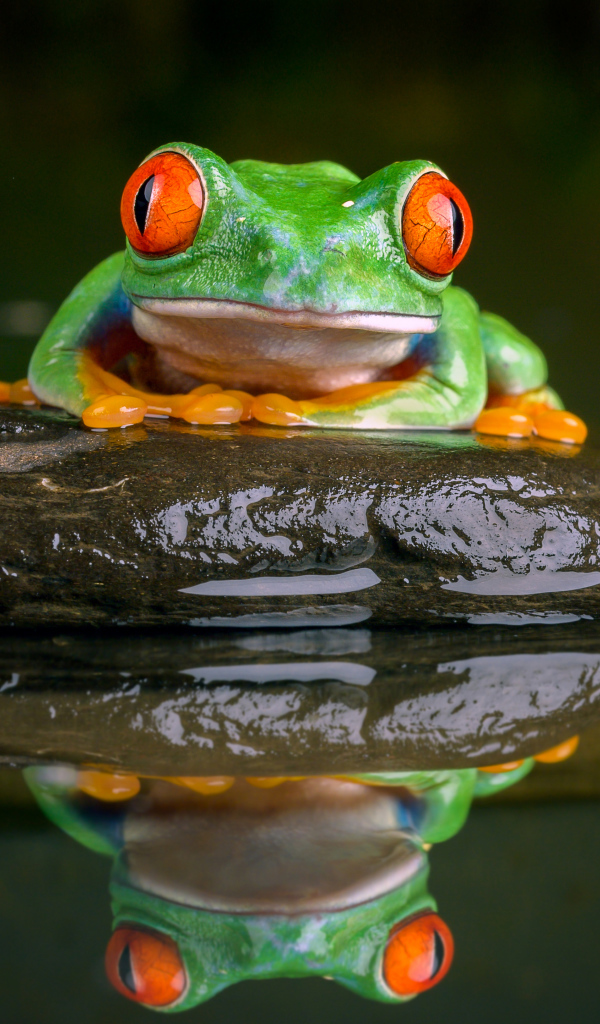 A green frog with red eyes sits on a stone in the water