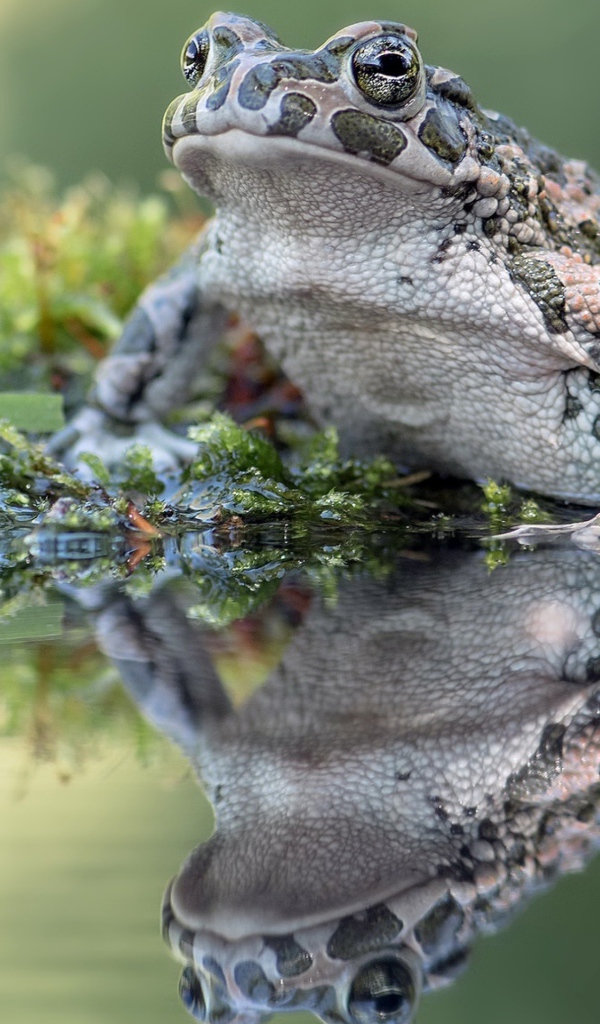 Большая лягушка сидит на водорослях в пруду