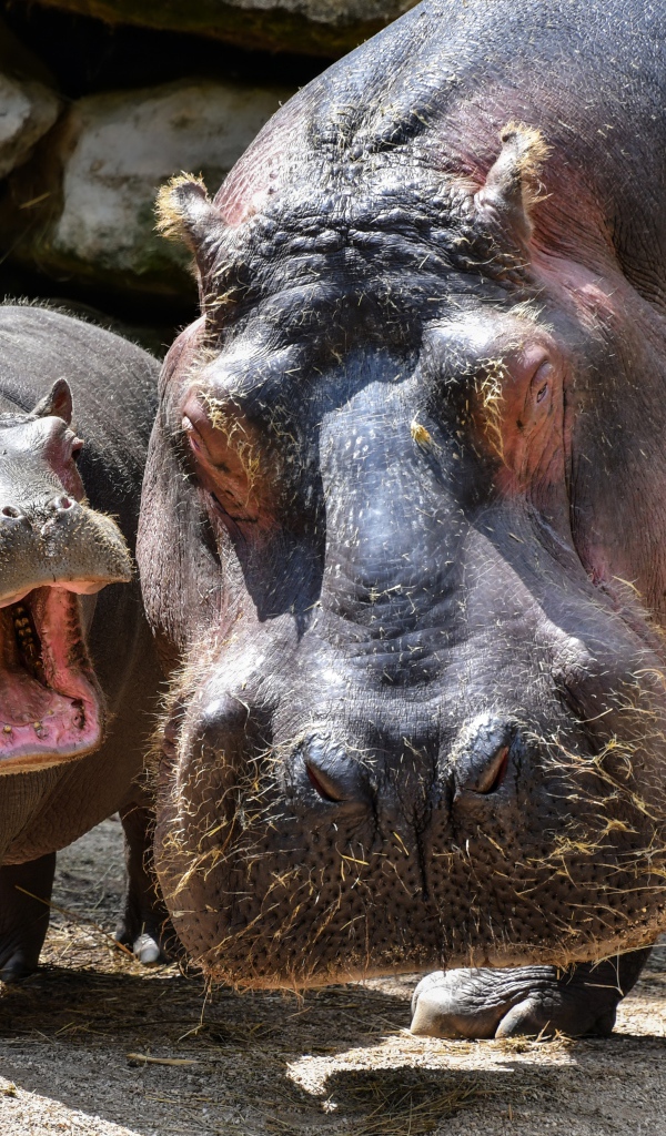 Большой гиппопотам с детенышем в зоопарке 