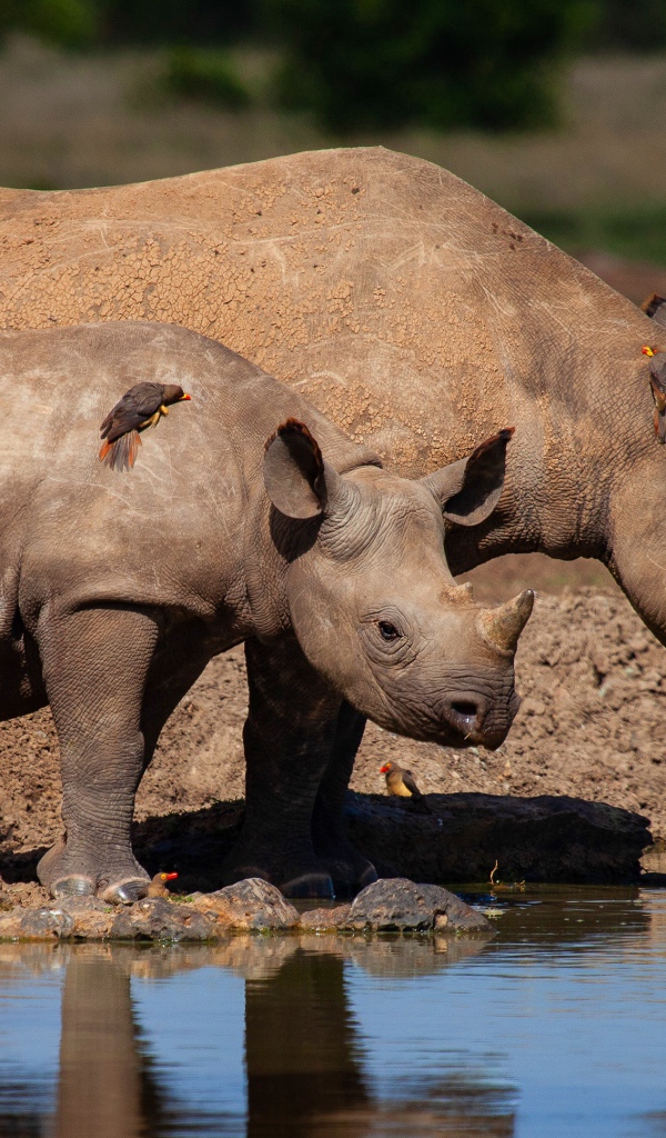 Большой носорог с детенышем у воды