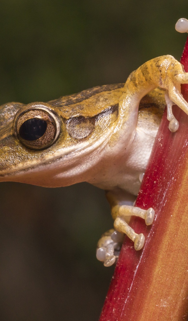 Лягушка сидит на растении крупным планом