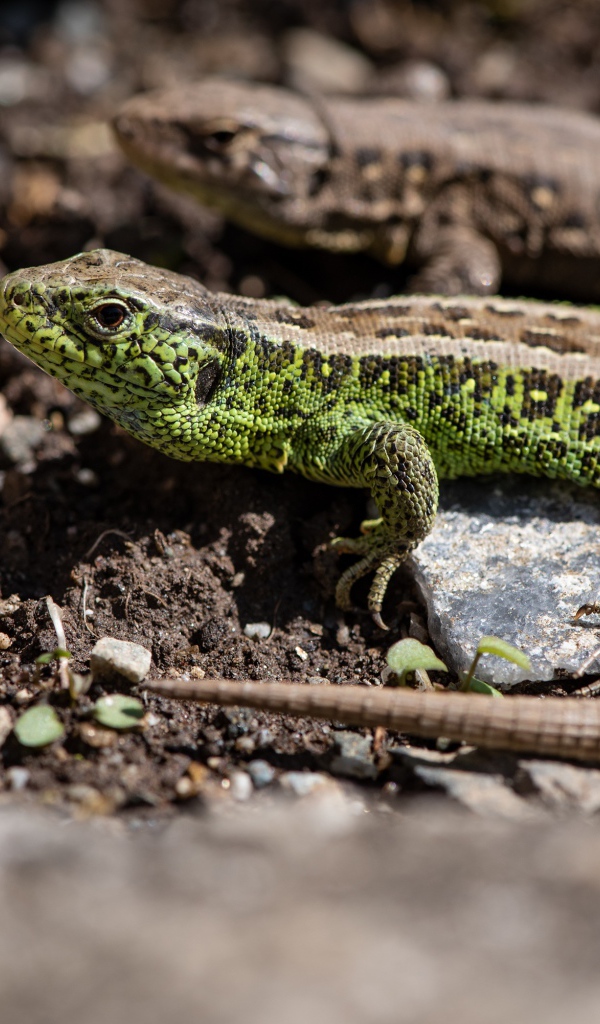 Две ящерицы на земле  