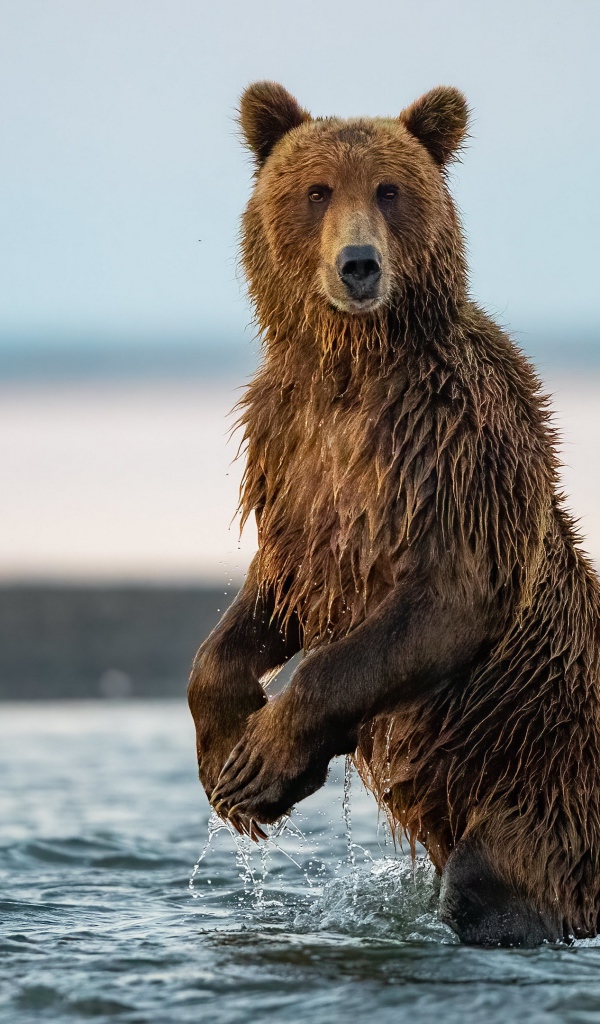 Большой бурый медведь охотится в реке 