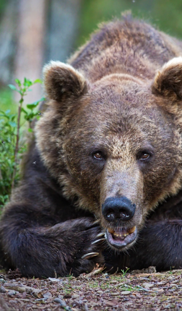 Большой бурый медведь лежит в лесу у дерева