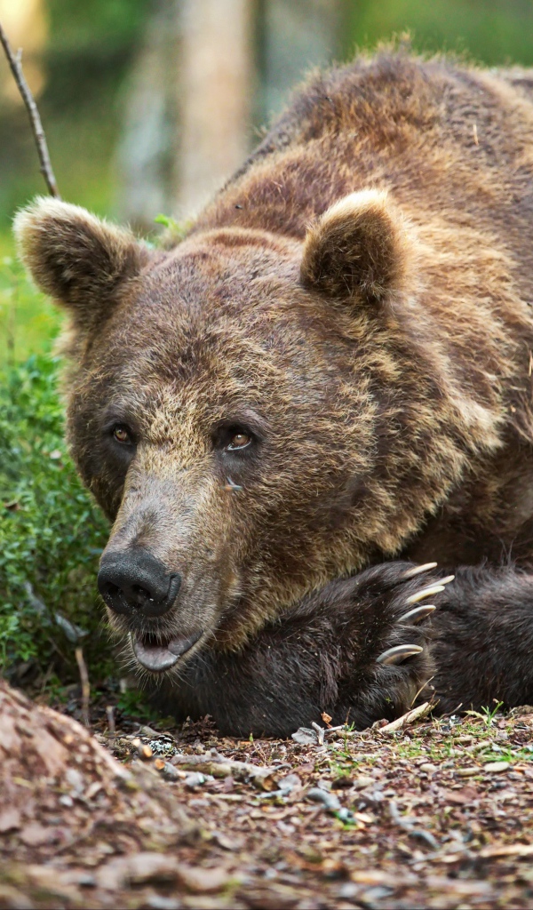 Большой бурый медведь лежит на траве в лесу