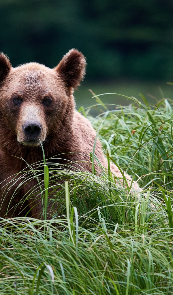 Большой бурый медведь сидит в высокой зеленой траве 