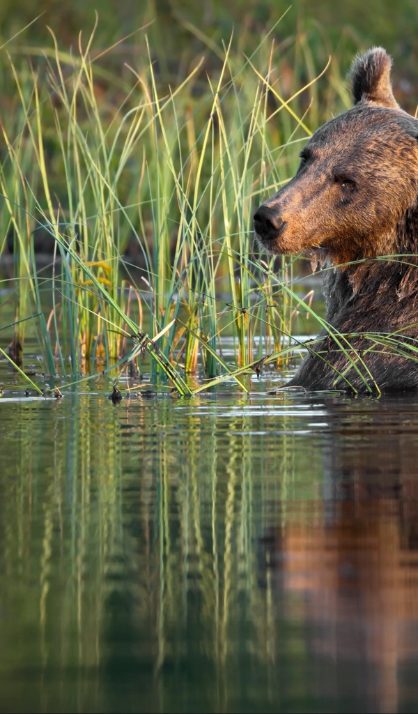 Большой бурый медведь сидит в воде 