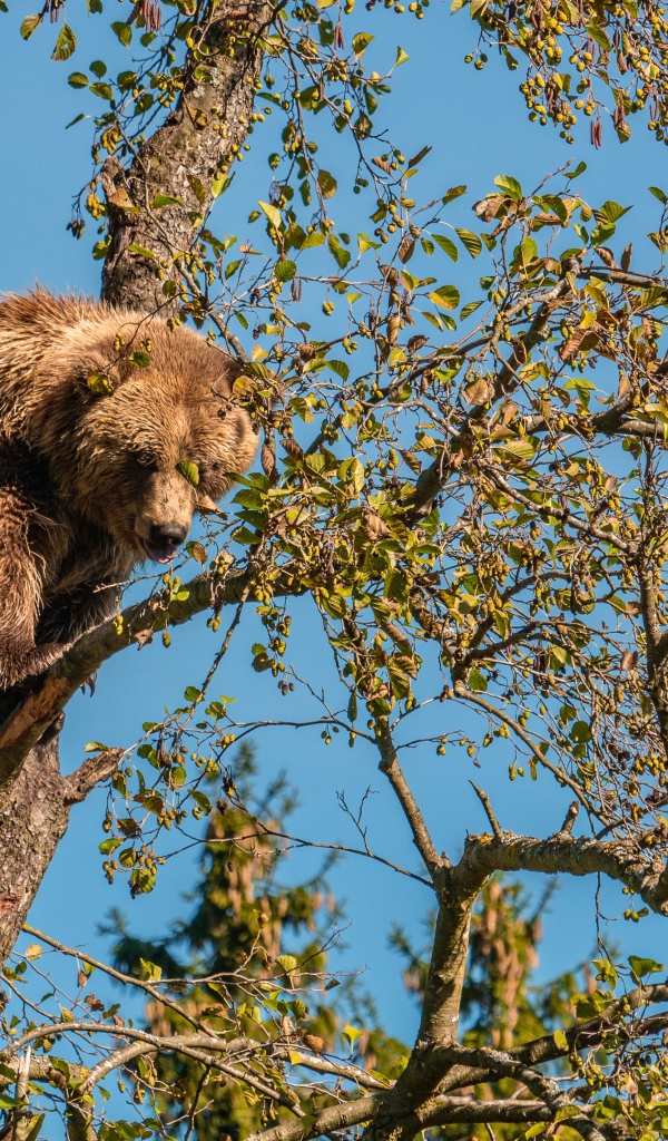 Большой бурый медведь сидит на ветке дерева 
