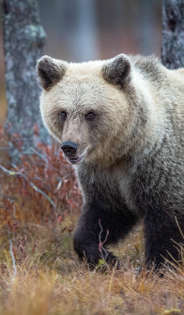Большой бурый медведь идет по сухой траве