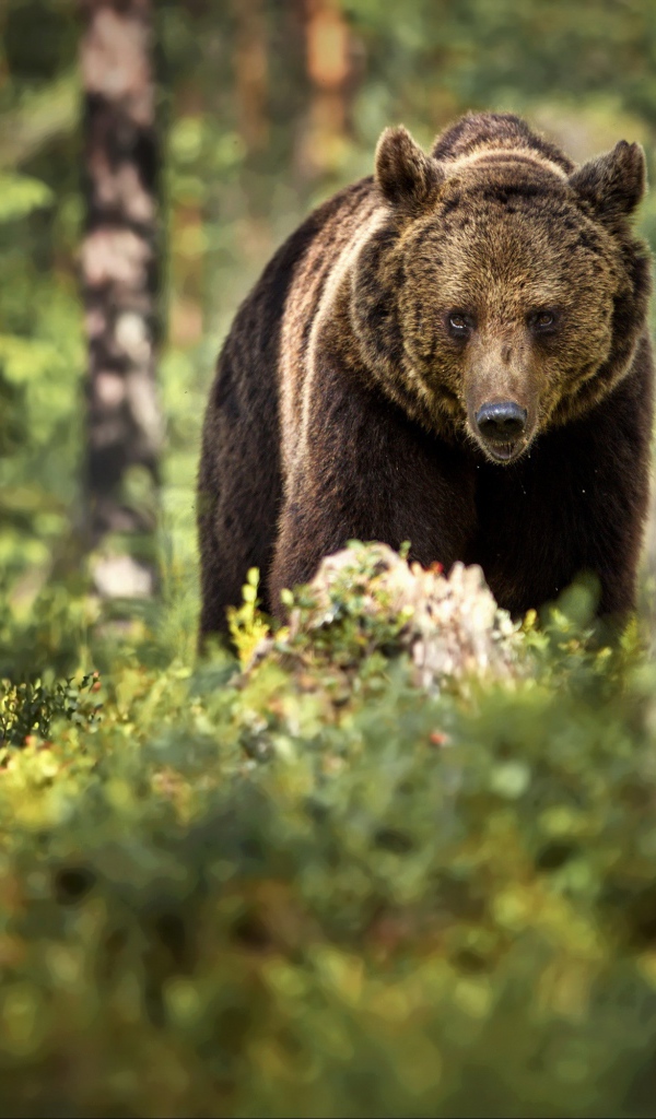 Большой бурый медведь идет по лесу