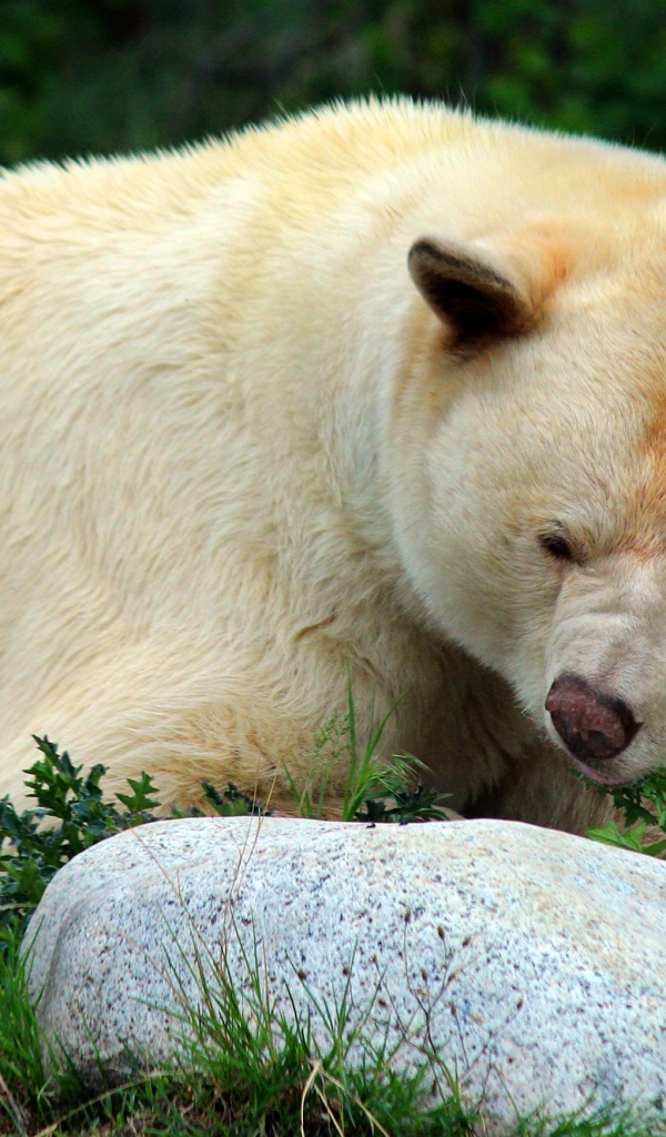 Большой грозный белый медведь у камней