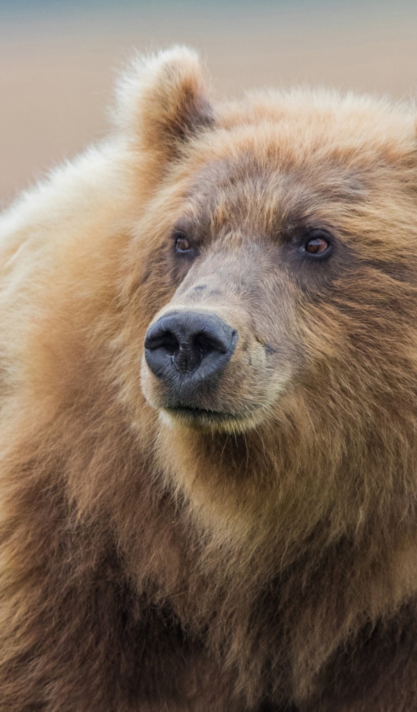 Большой мохнатый бурый медведь