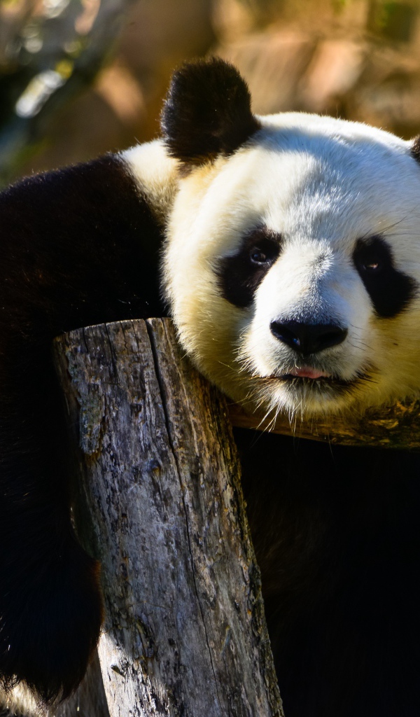 Большая ленивая панда висит на дереве