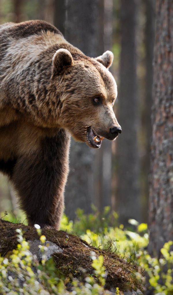 Большой грозный бурый медведь стоит в лесу
