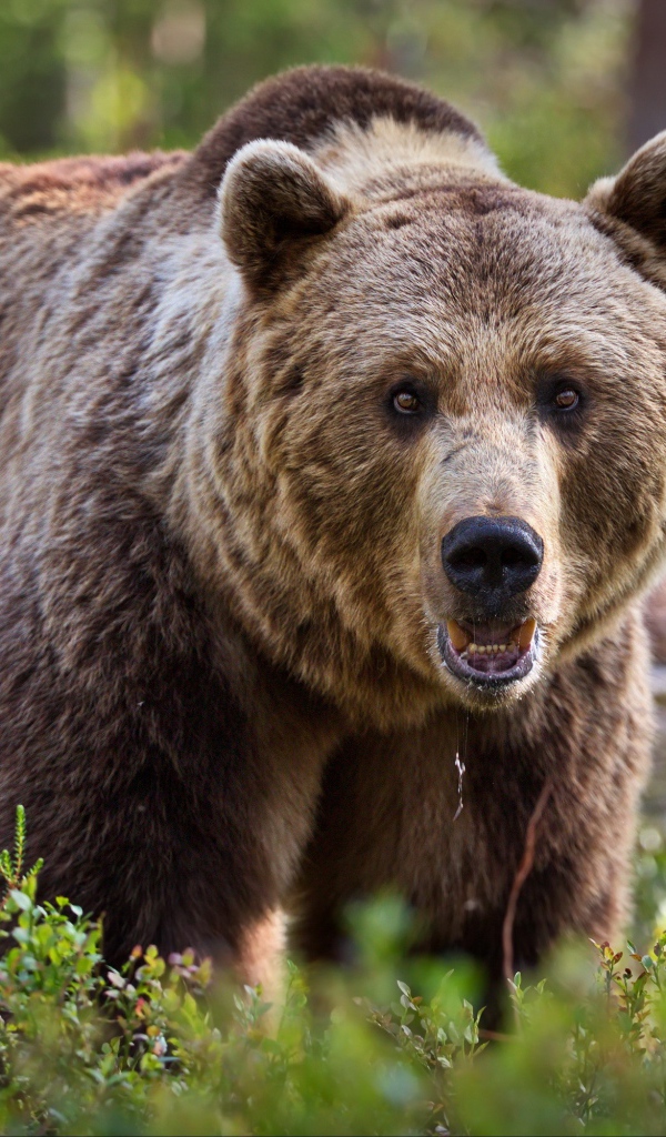 Большой грозный бурый медведь идет по траве