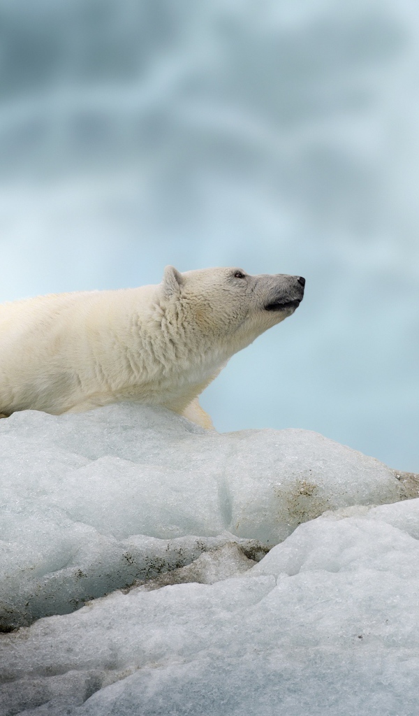 Большой полярный медведь лежит на холодной льдине