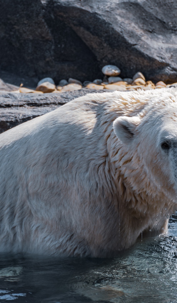 Большой белый медведь сидит в воде в зоопарке 