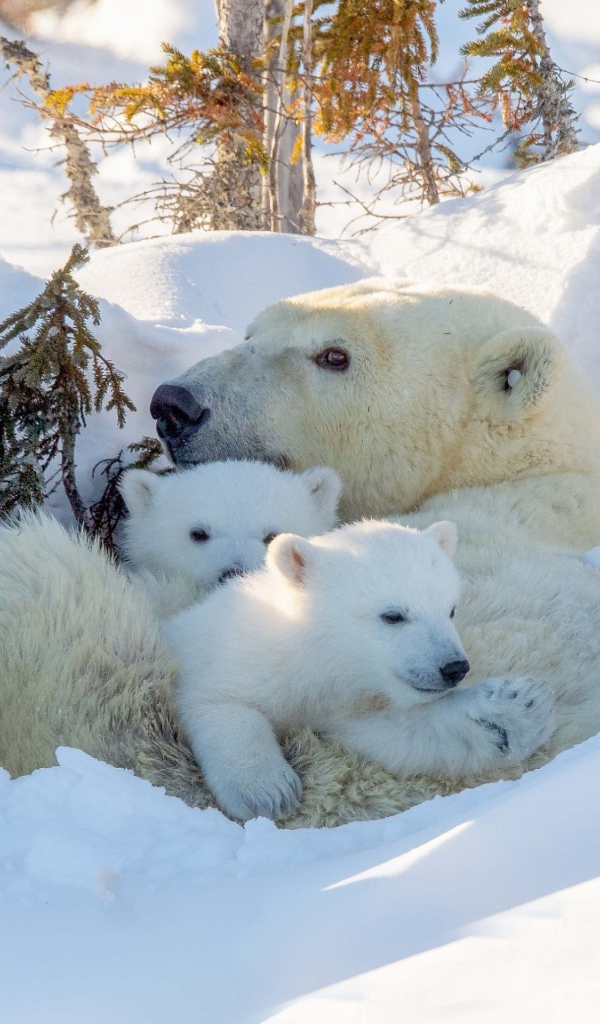Большая белая медведица с медвежатами в снегу