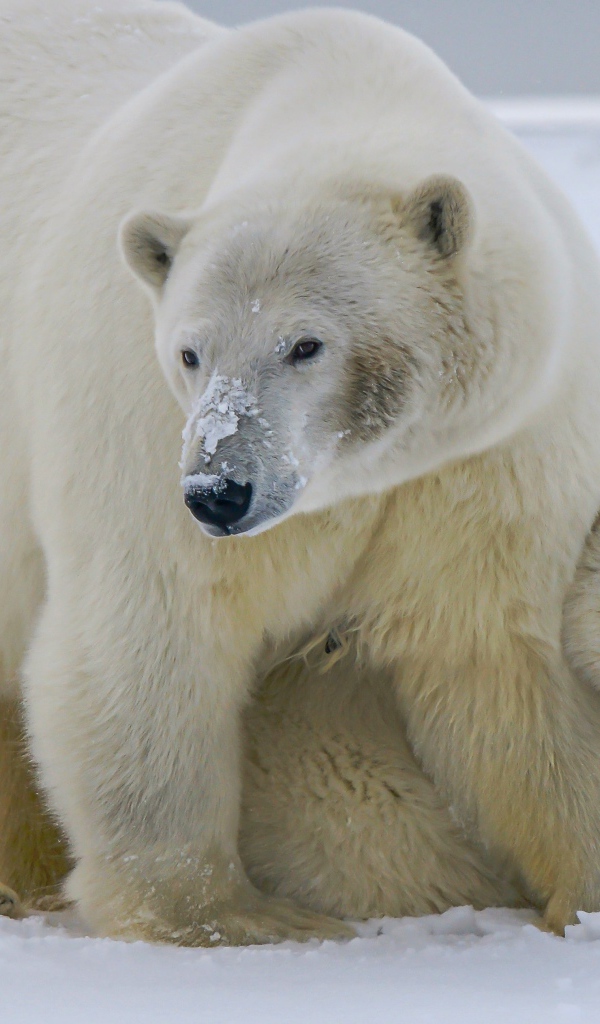Большая полярная медведица с медвежонком на снегу
