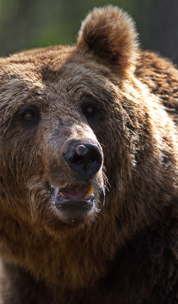 Большой сильный бурый медведь 