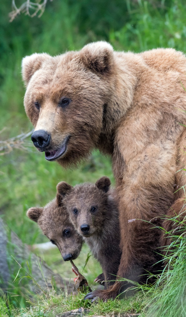 Бурая медведица с маленькими медвежатами в траве 