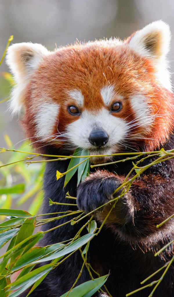 Милая малая панда ест бамбуковые ветки