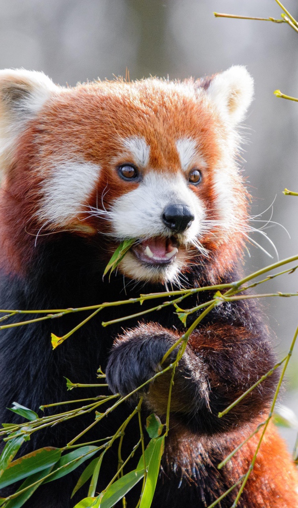 Милая малая панда грызет ветки бамбука