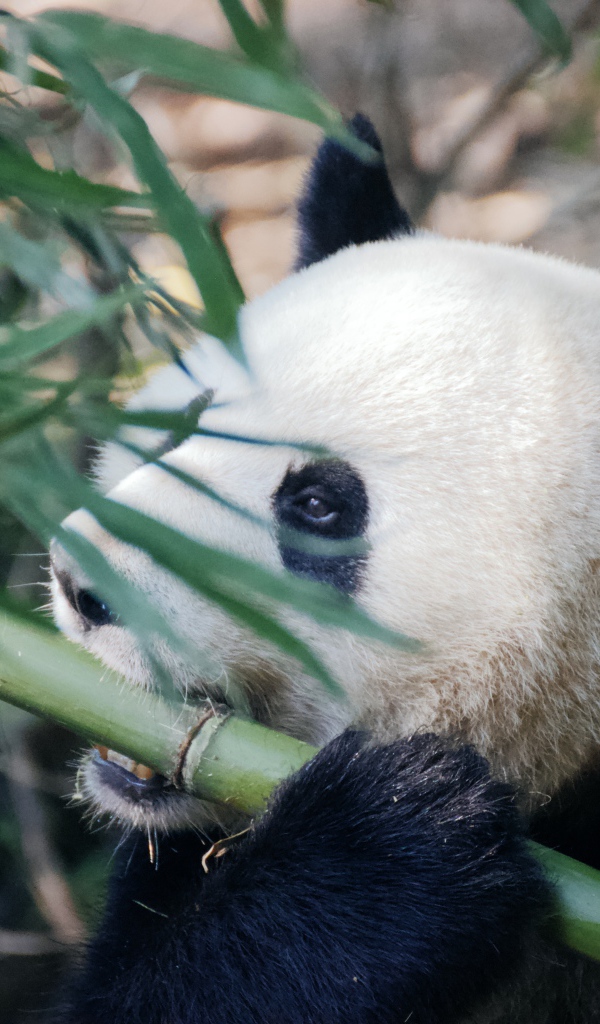 Большая панда грызет бамбук 