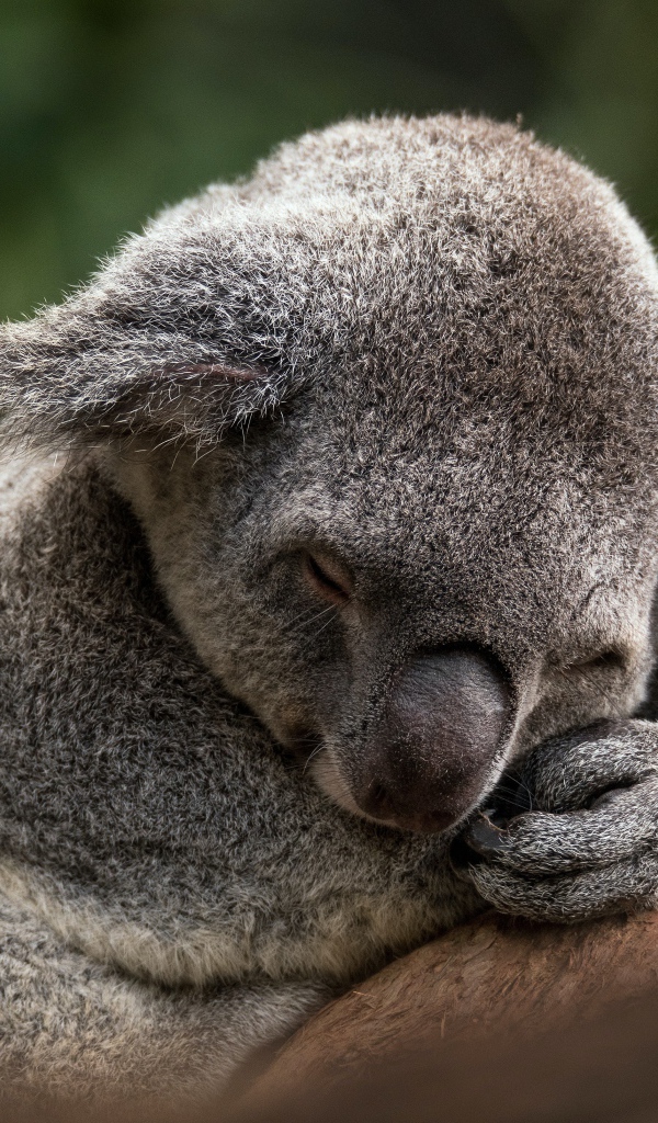 Коала спит на ветке дерева