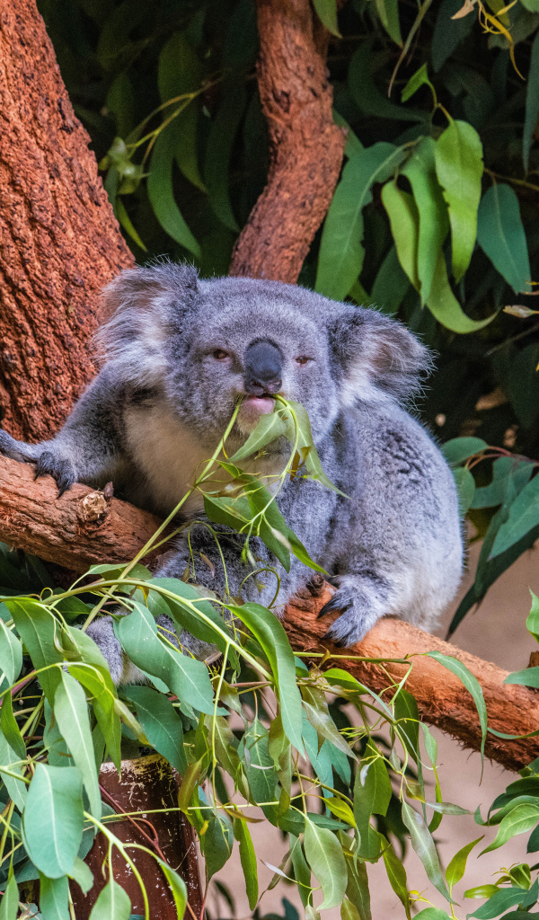 Ленивая коала ест ветки на дереве 