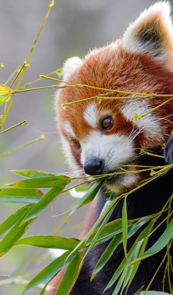 Малая панда грызет зеленые ветки бамбука