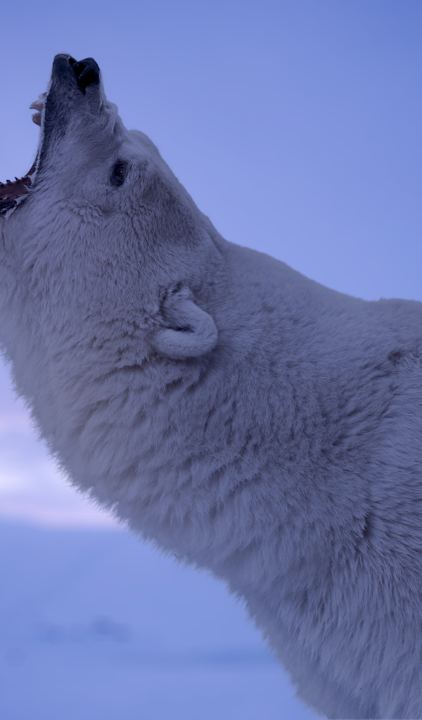 Polar bear with open mouth