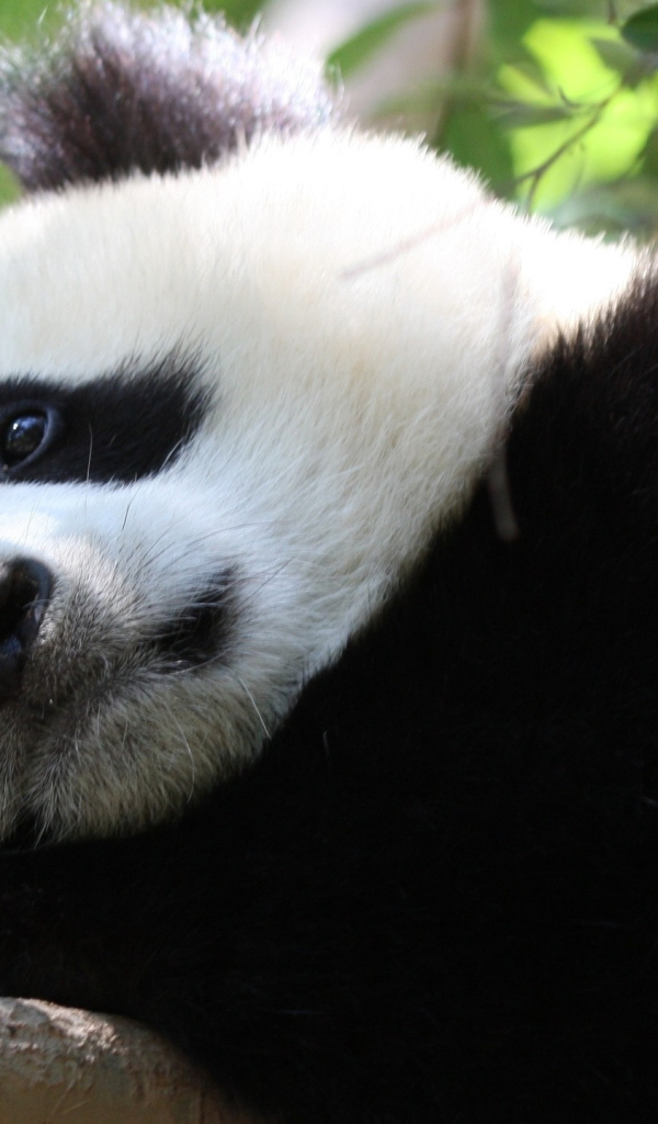 Грустная большая панда лежит на дереве 