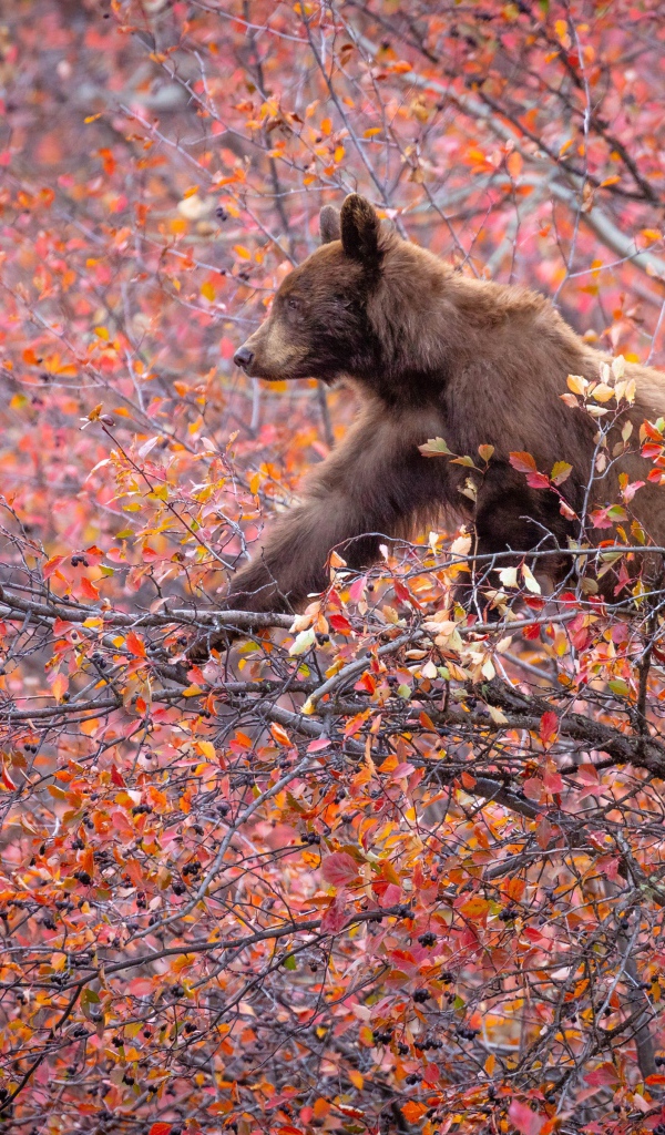 Маленький бурый медведь на дереве с красными листьями 
