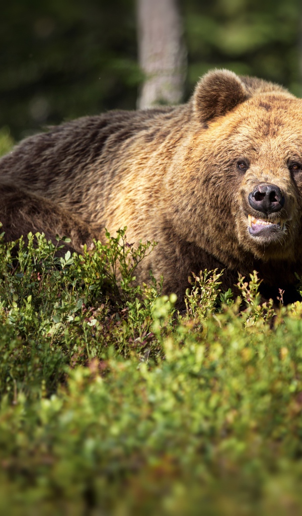 Грозный бурый медведь в зарослях в лесу