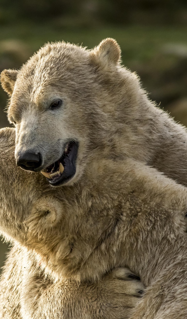 Два больших белых медведя обнимаются 