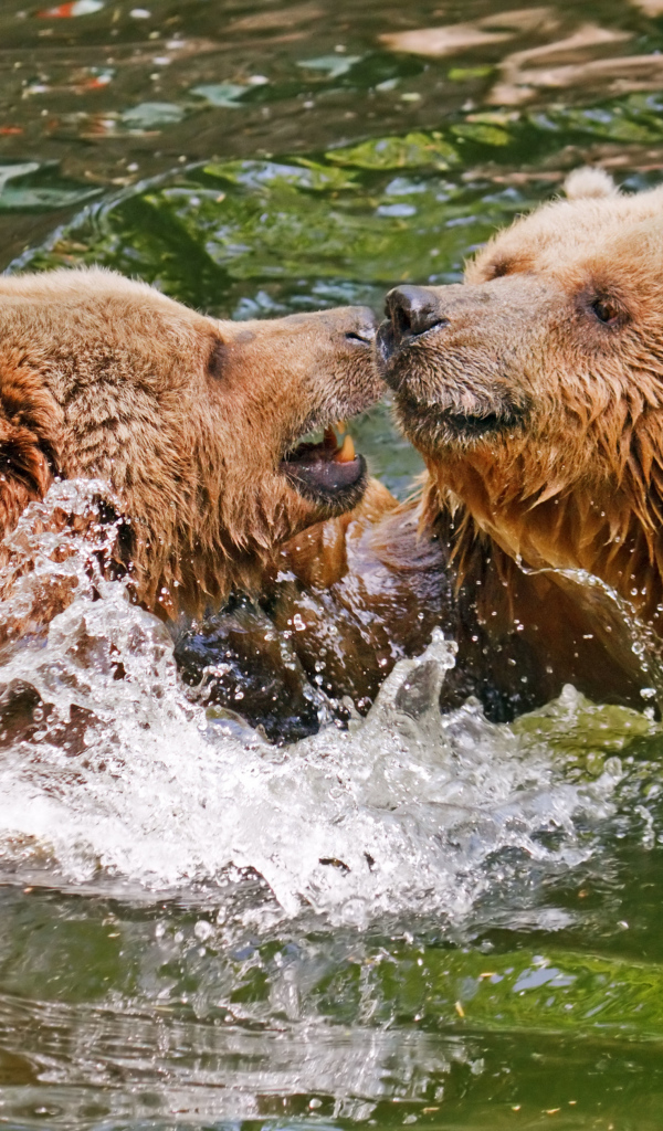 Два бурых медведя в воде 
