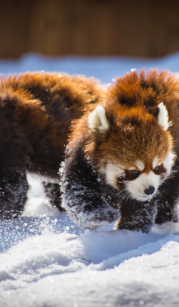 Two funny red pandas playing in the snow